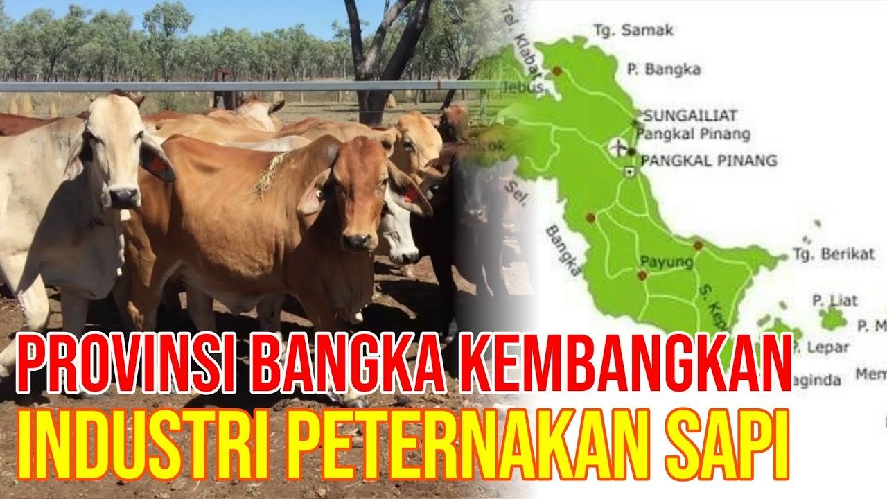 
                                 Wacana-Industri-Peternakan-Sapi-Bangka-Belitung